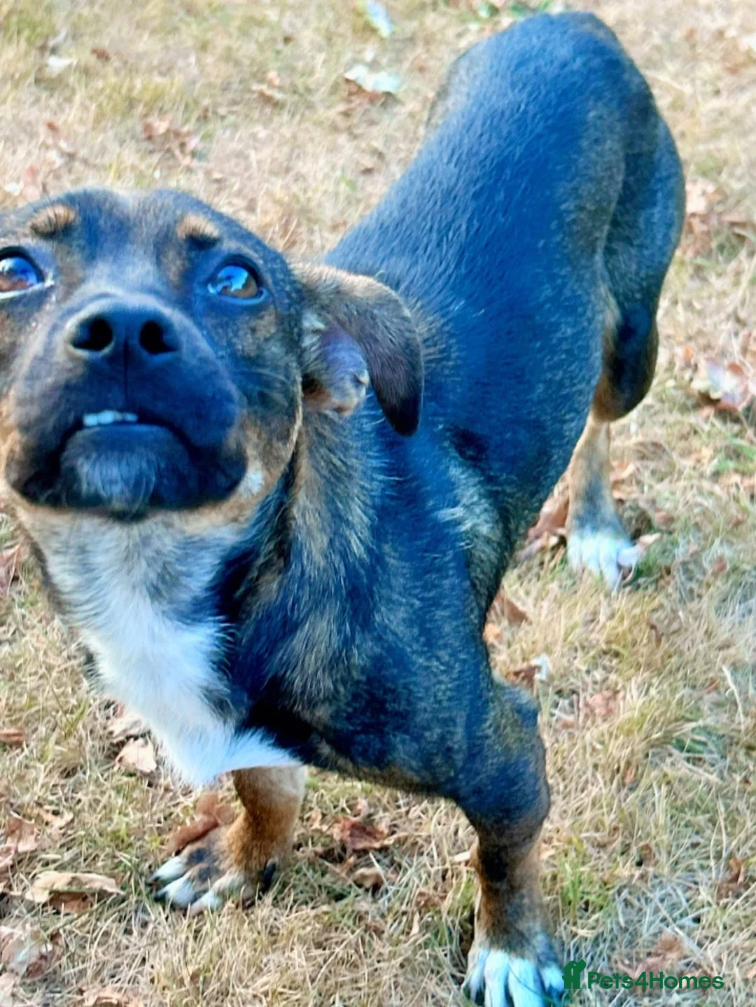 Mixed Breed dogs for adoption: Star for Adoption  in Fareham - Advert 2