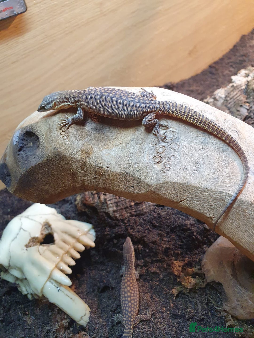 Mixed Breed reptiles for sale: Reptiles collection READ DESCRIPTION  - Advert 2