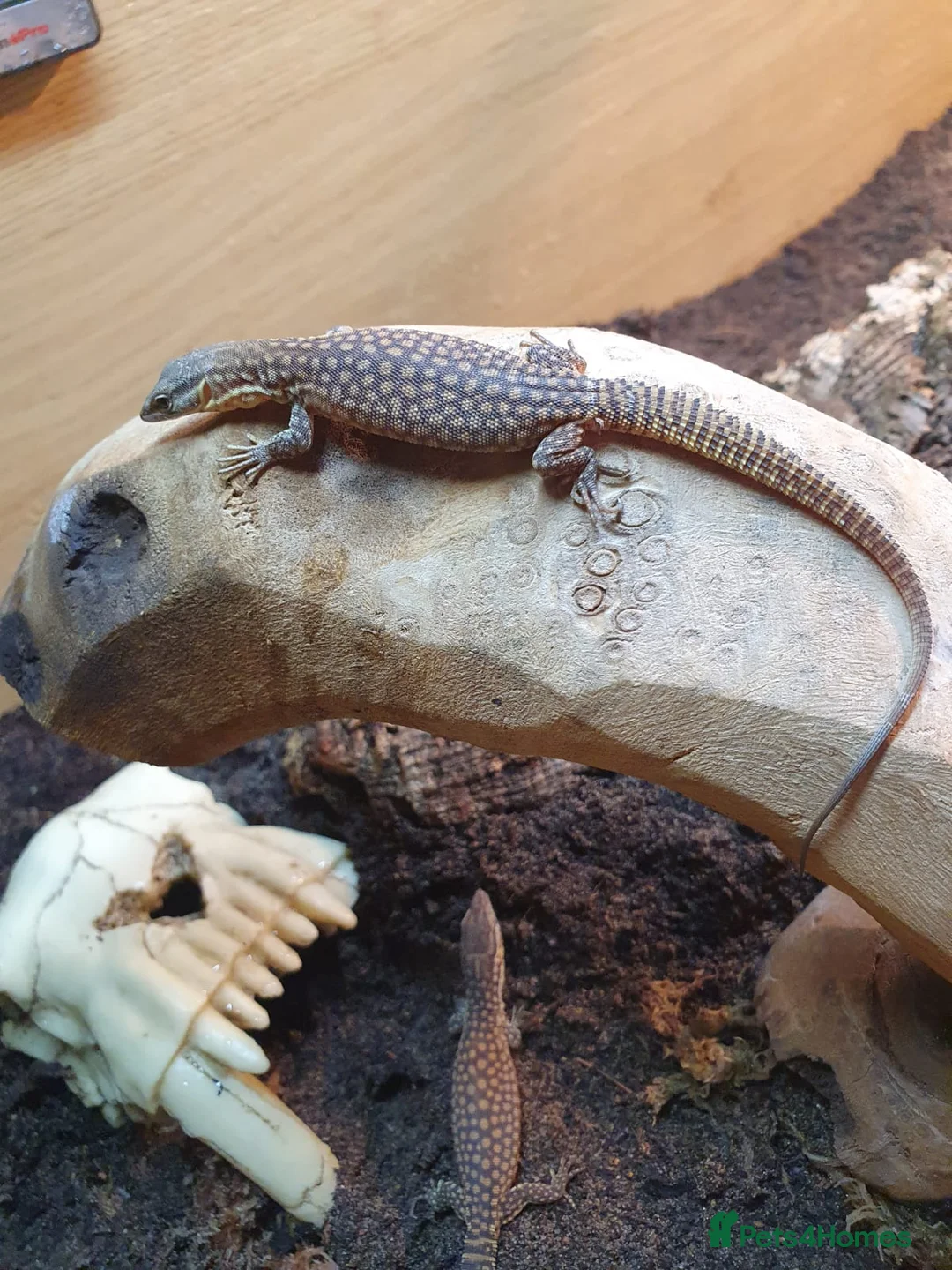 Mixed Breed reptiles for sale: Reptiles collection READ DESCRIPTION  - Advert 2