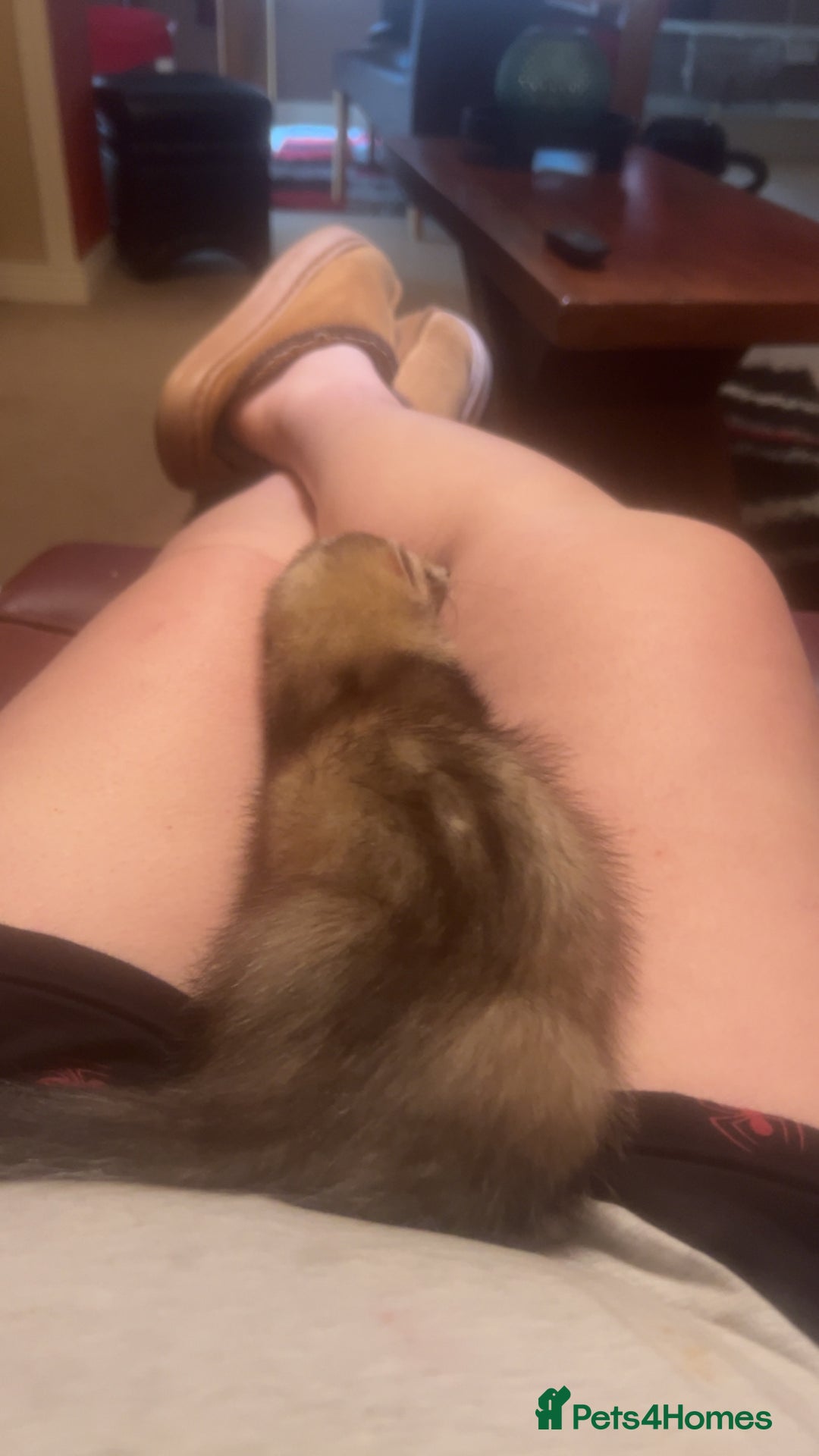 Ferret rodents for sale: Sparky, Male Ferret - Image 3
