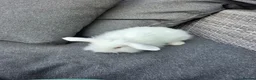 Mini Lion Lop rabbits for sale: Male lionlop in Stafford - Advert 5