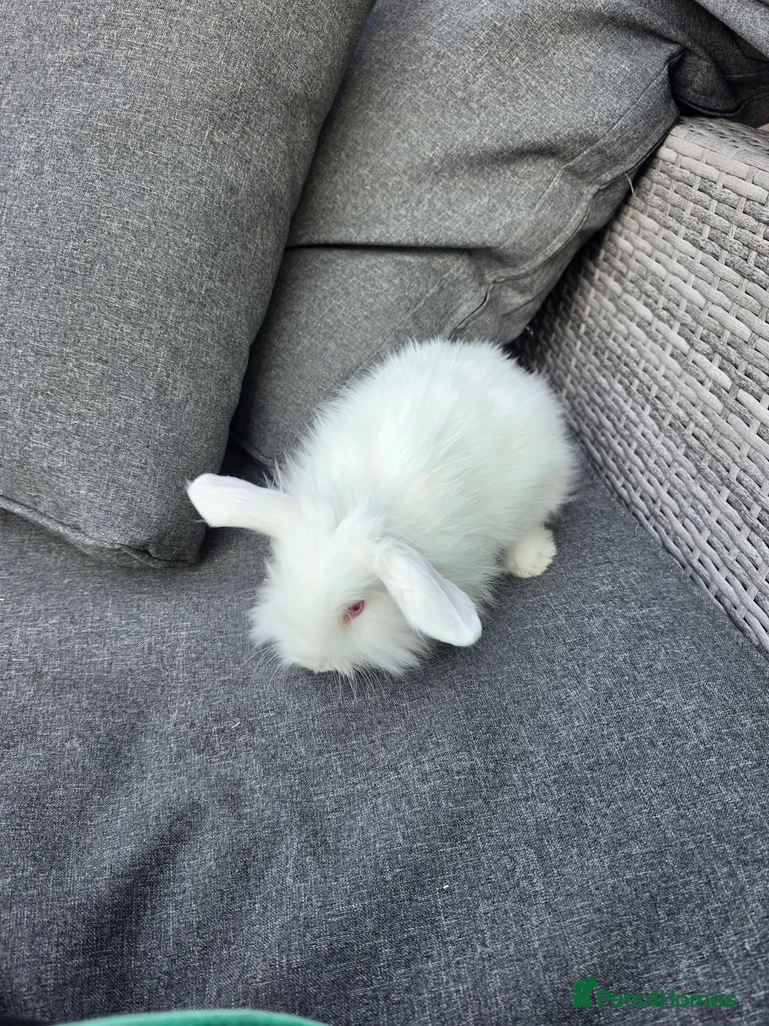 Mini Lion Lop rabbits for sale: Male lionlop in Stafford - Advert 5