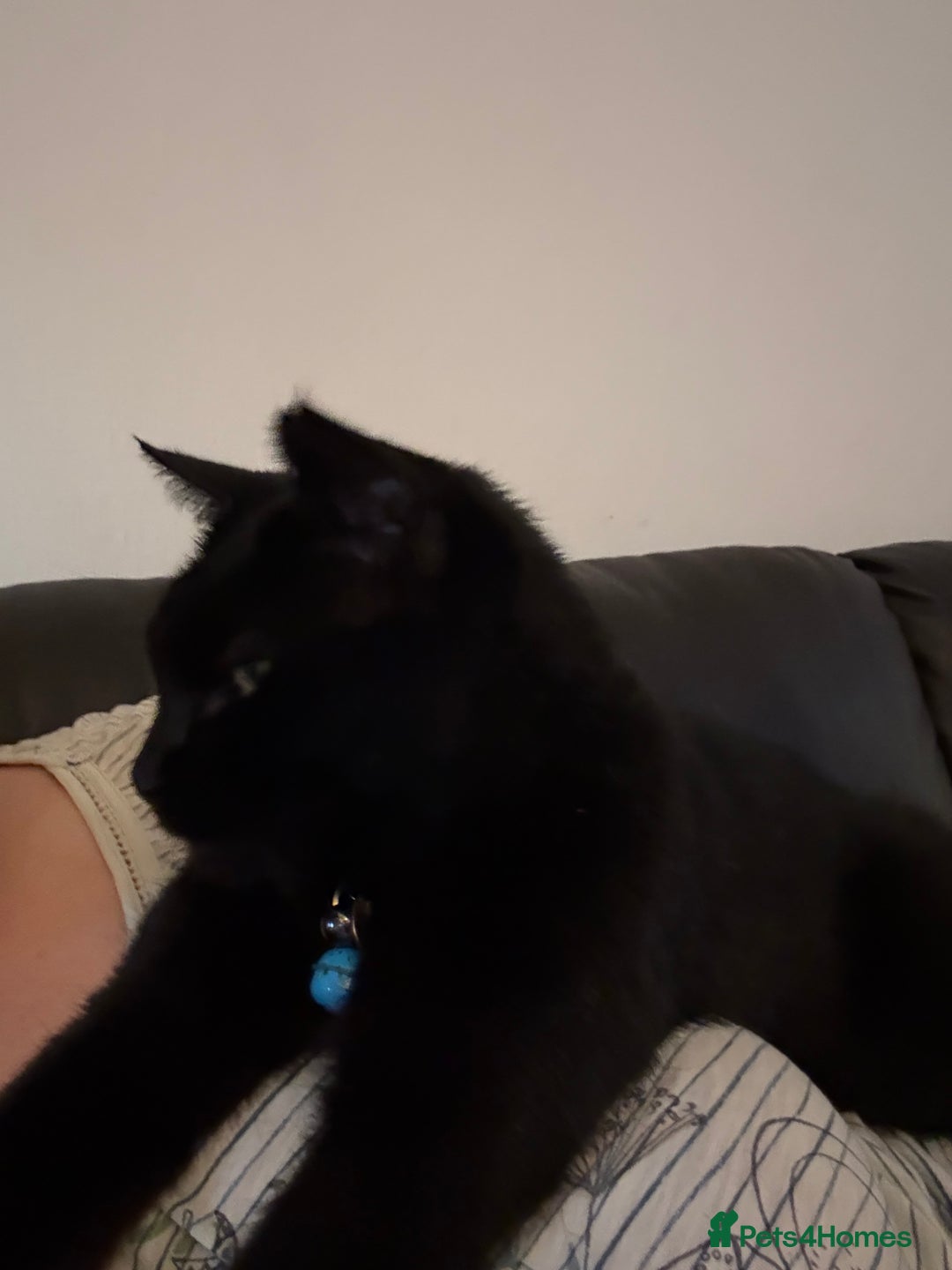 Mixed Breed cats for sale: Gorgeous 4 month old kittens  - Advert 6