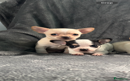 Chihuahua dogs for sale: Chihuahua puppy’s  - Image 13