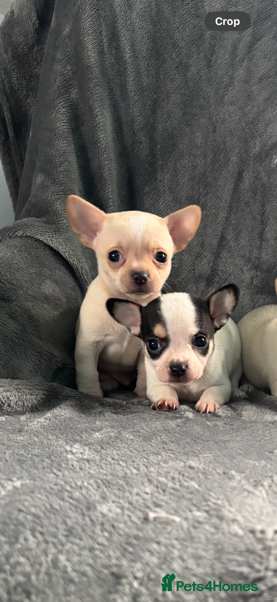Chihuahua dogs for sale: Chihuahua puppy’s  - Image 13