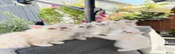Persian cats for sale: Beautiful Persian Kittens Available forLovingHomes - Advert 18