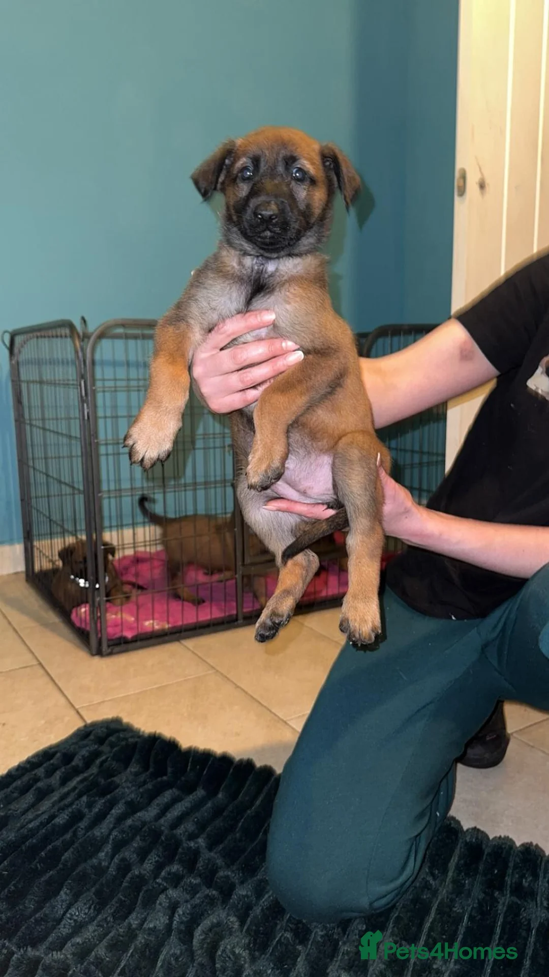 Belgian Shepherd Dog dogs for sale: Belgium malinois puppies  - Advert 10