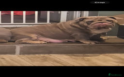 English Bulldog dogs for sale: English bulldog puppies - Image 16