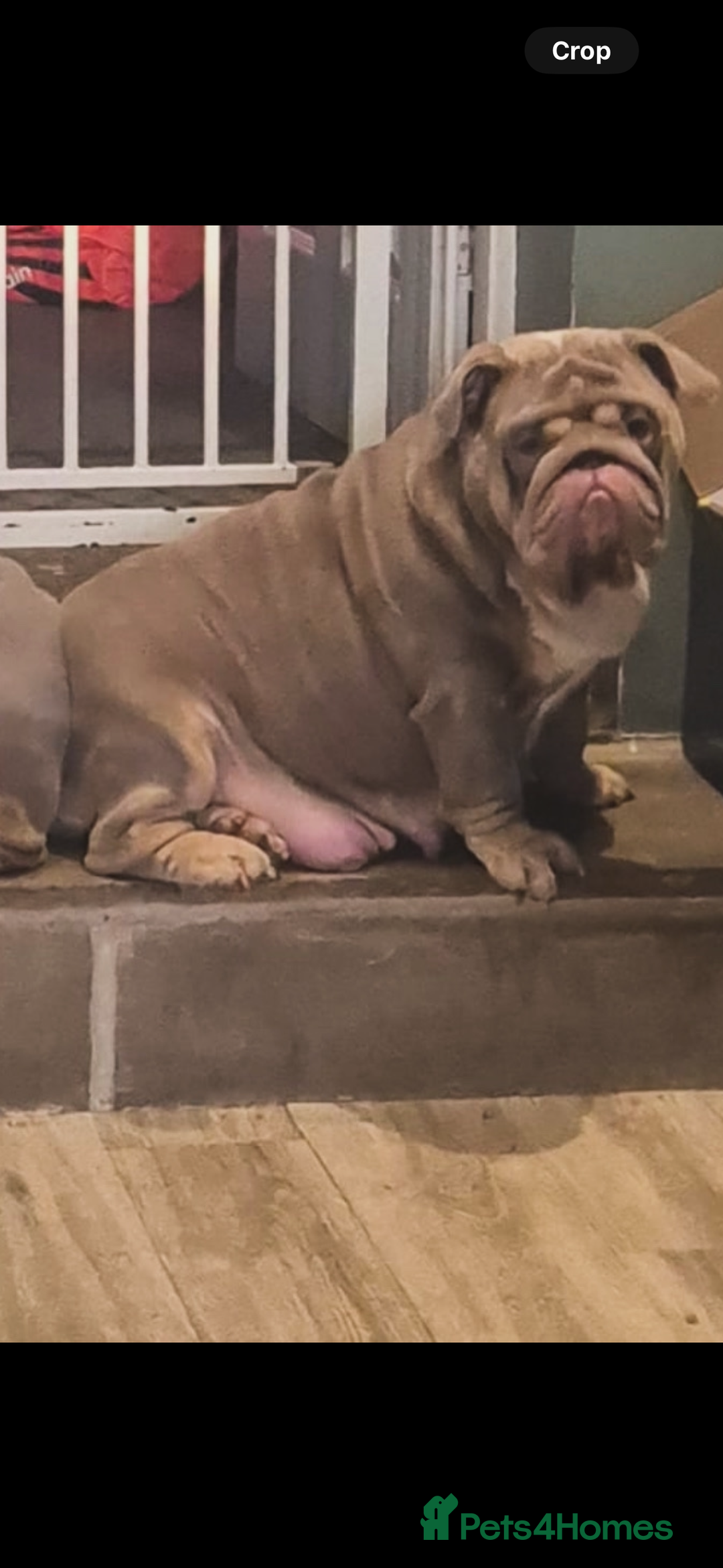 English Bulldog dogs for sale: English bulldog puppies - Image 16