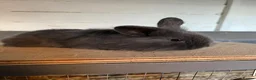 Mixed Breed rabbits for sale: Bunnies  - Advert 7