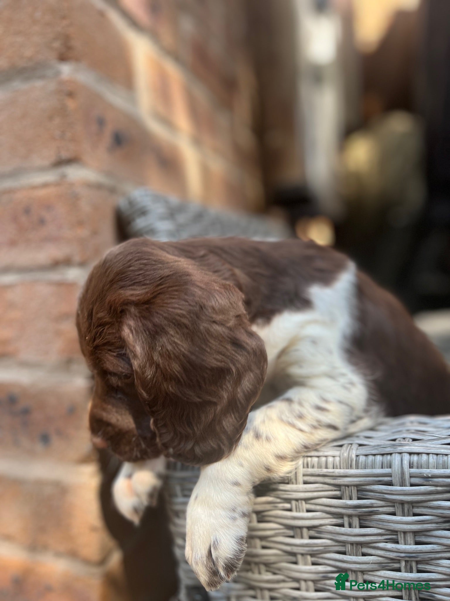 English Springer Spaniel dogs GORGEOUS ENGLISH SPRINGER SPANIEL PUPPIES - Advert 1