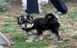 Morkie dogs for sale: Adorable Morkie Girl - Image 8