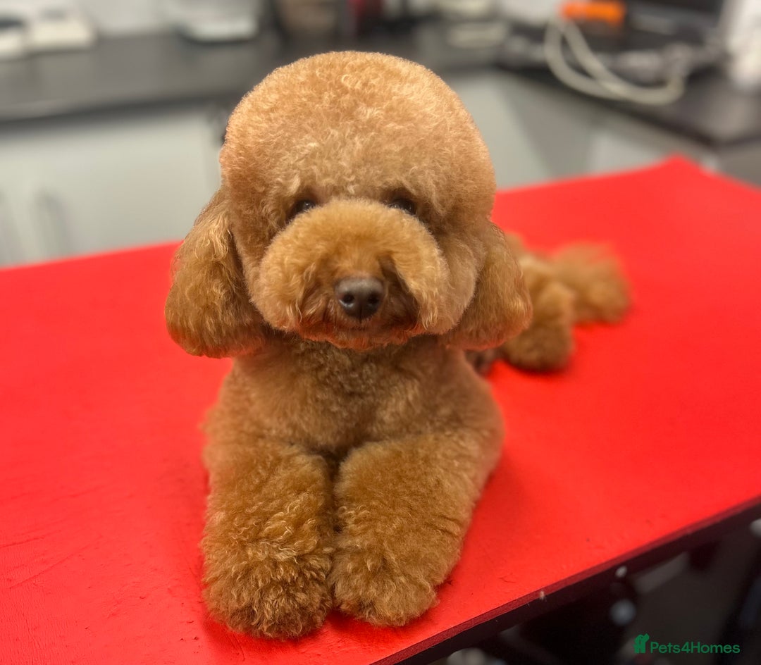 Toy Poodle dogs for stud: Leo Toy Poodle fox red Stud in Telford - Advert 2