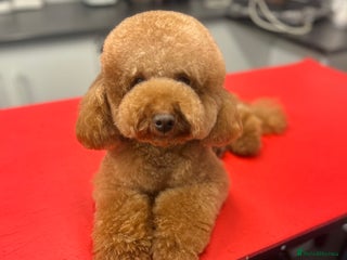 Toy Poodle dogs Leo Toy Poodle fox red Stud in Telford - Advert 21