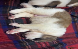 Saint Bernard dogs for sale: Outstanding chunky Saint Bernard puppies for sale - Image 12