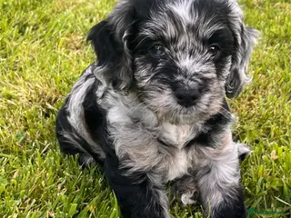 Cockapoo dogs Cockapoo F1 Merle - Advert 6