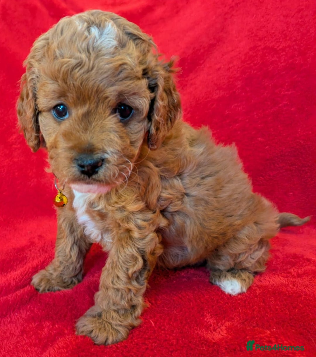 Cavapoo dogs for sale: F2 Cavapoo, Dog breeding license - Advert 20