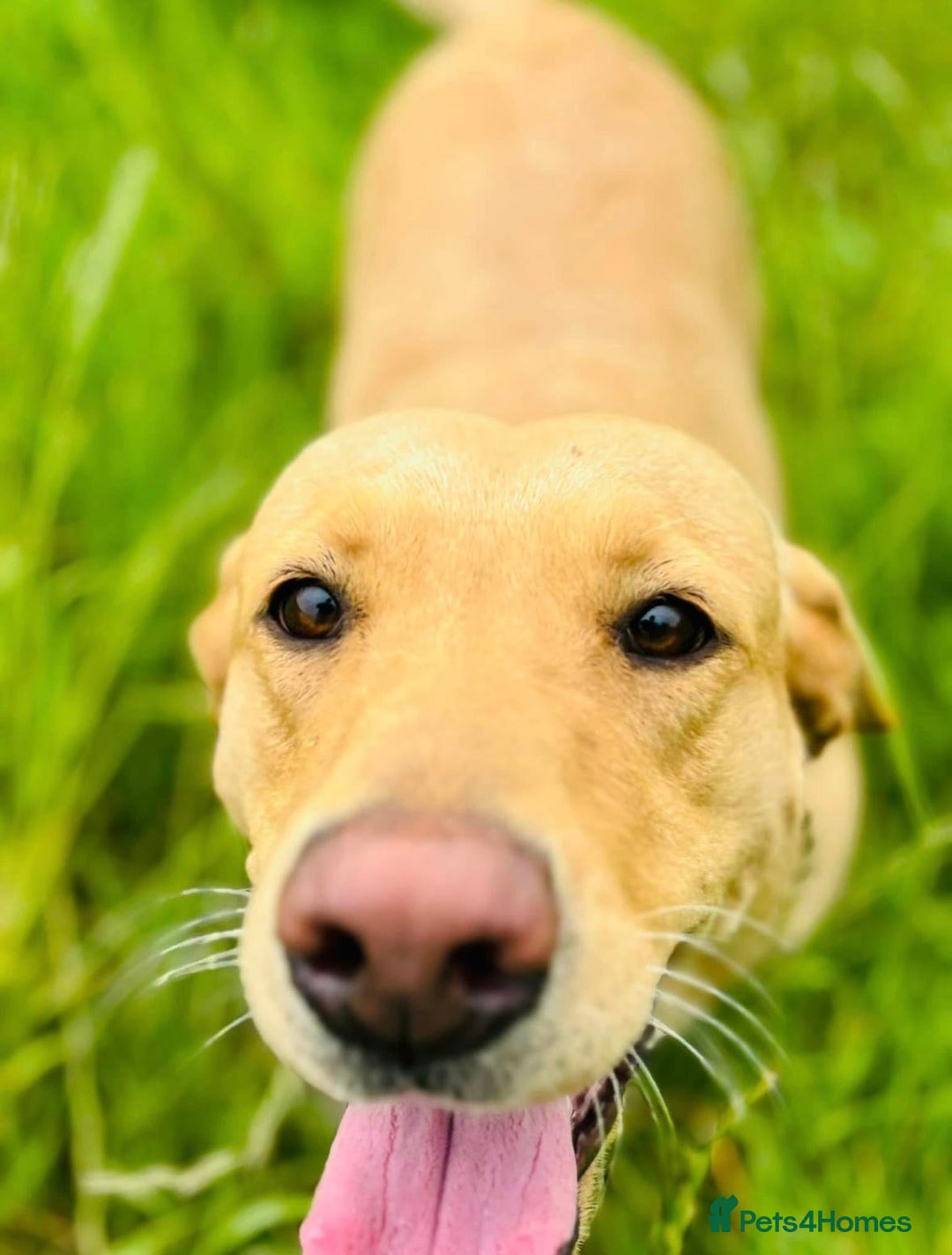 Labrador Retriever dogs for sale: 🐶 8 Gorgeous KC Labrador Puppy’s 🐶 - Image 25