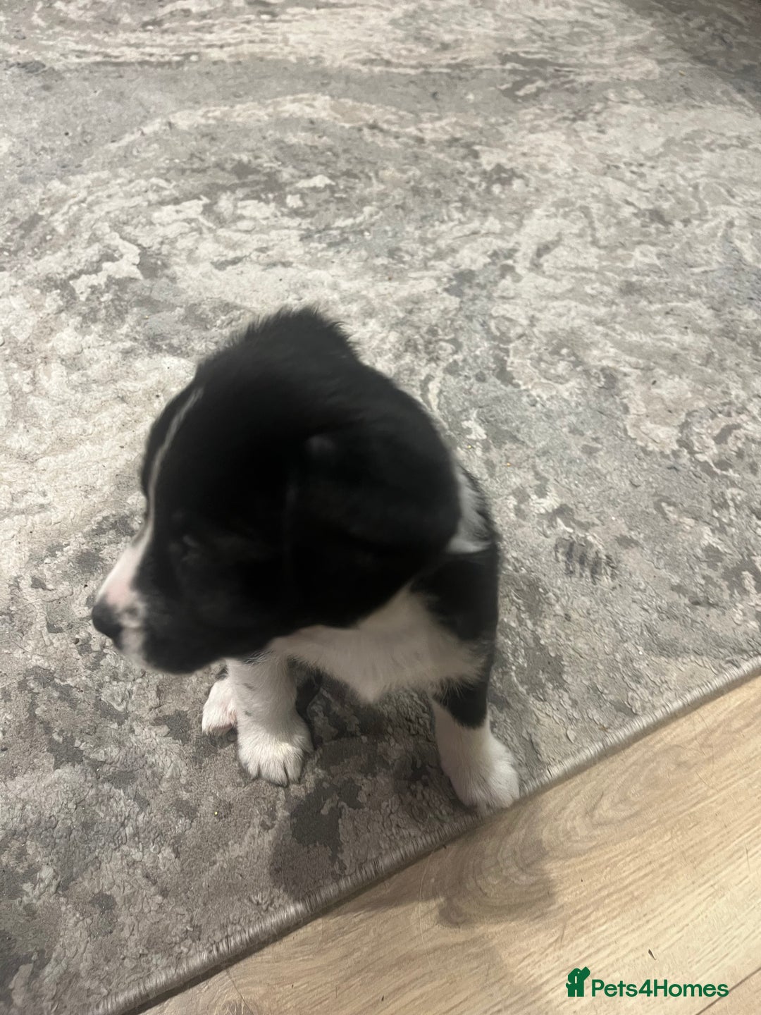 Mixed Breed dogs for sale: Spaniel/siberian Huskey puppies  - Image 8