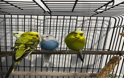 Budgerigars birds for sale: Beautiful young Budgies for sale - Image 2