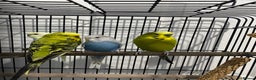 Budgerigars birds for sale: Beautiful young Budgies for sale - Advert 2