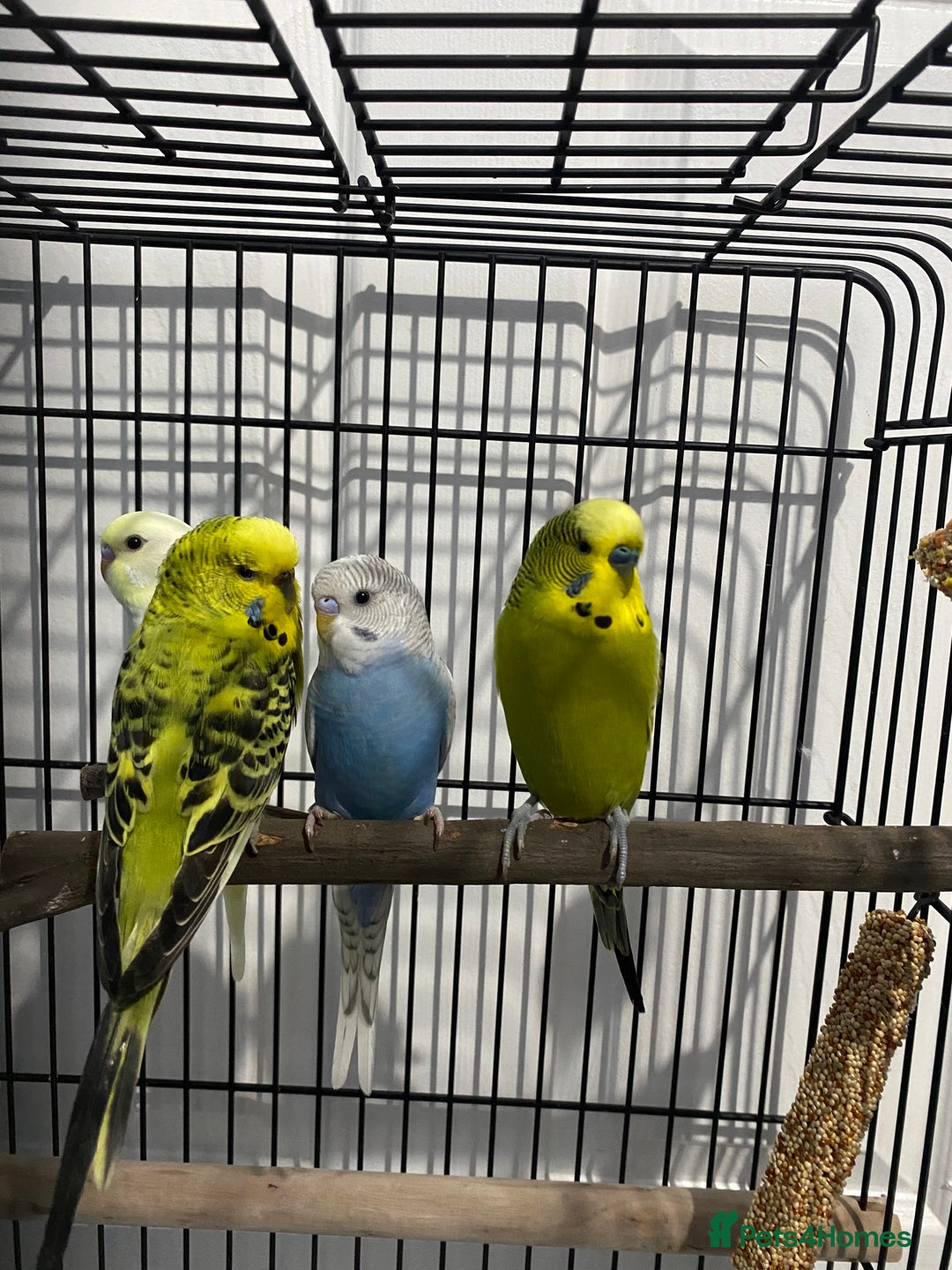 Budgerigars birds for sale: Beautiful young Budgies for sale - Image 2