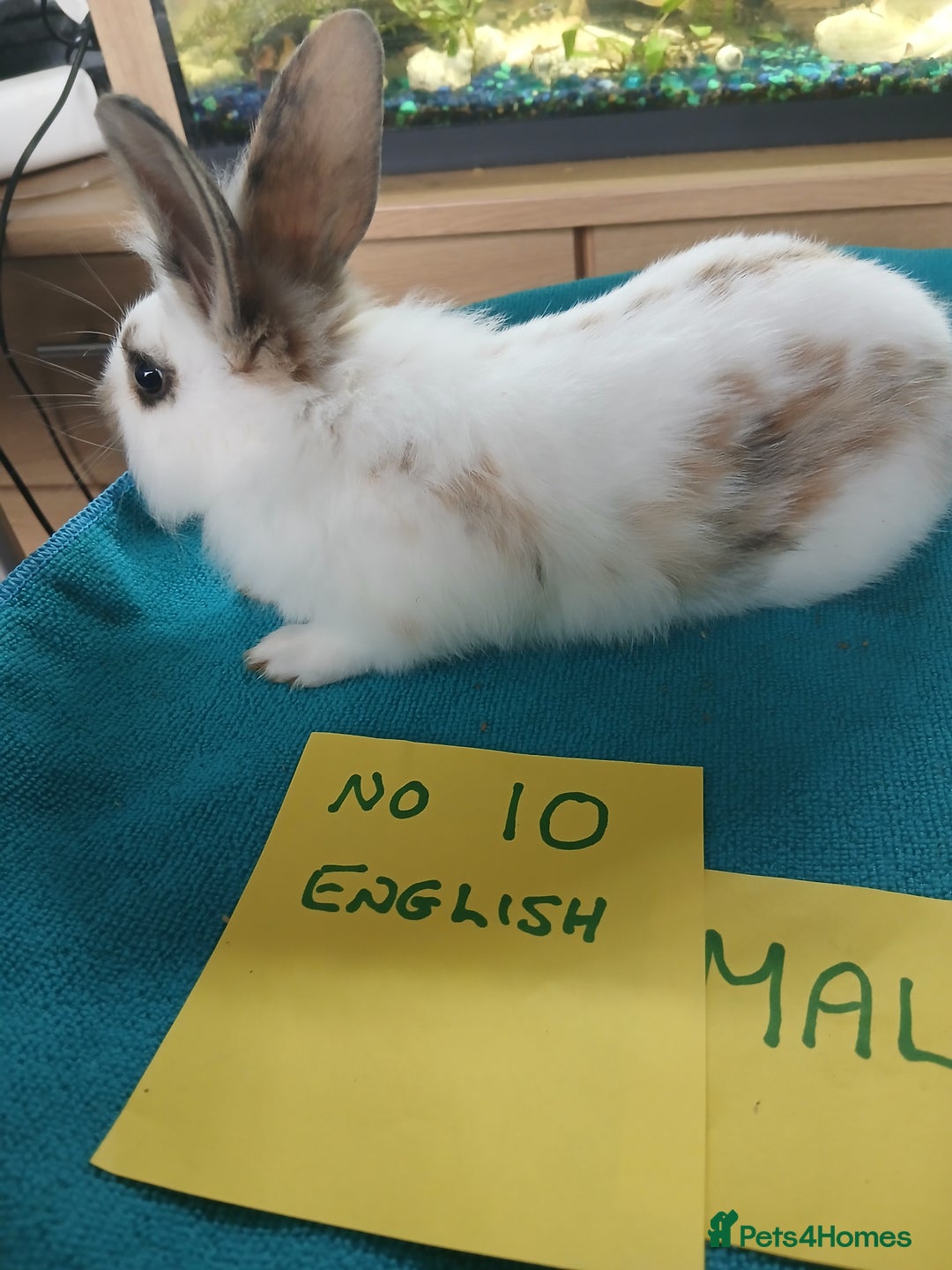 English rabbits for sale: Rabbits for sale , various sexes avaliable  - Image 22