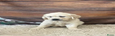 Golden Retriever 6