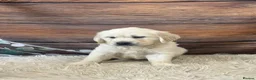 Golden Retriever dogs for sale: KC Reg Golden Retriever  - Advert 6