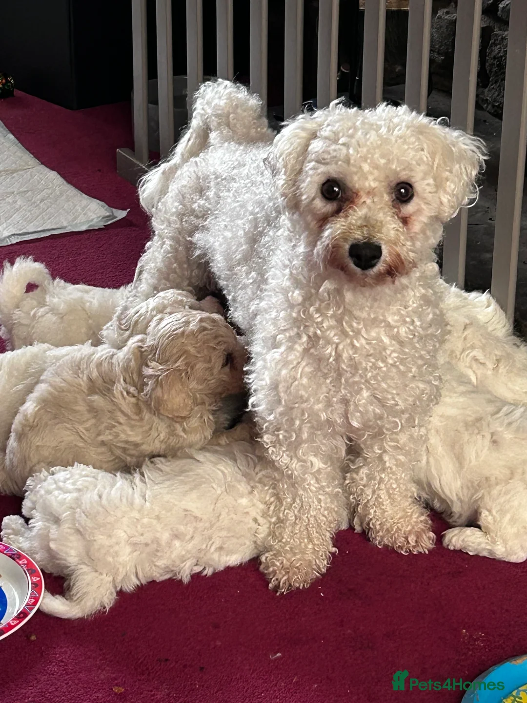 Mixed Breed dogs for sale:  Cavapoochon   - Advert 2