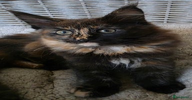 Maine Coon cats - Advert 5