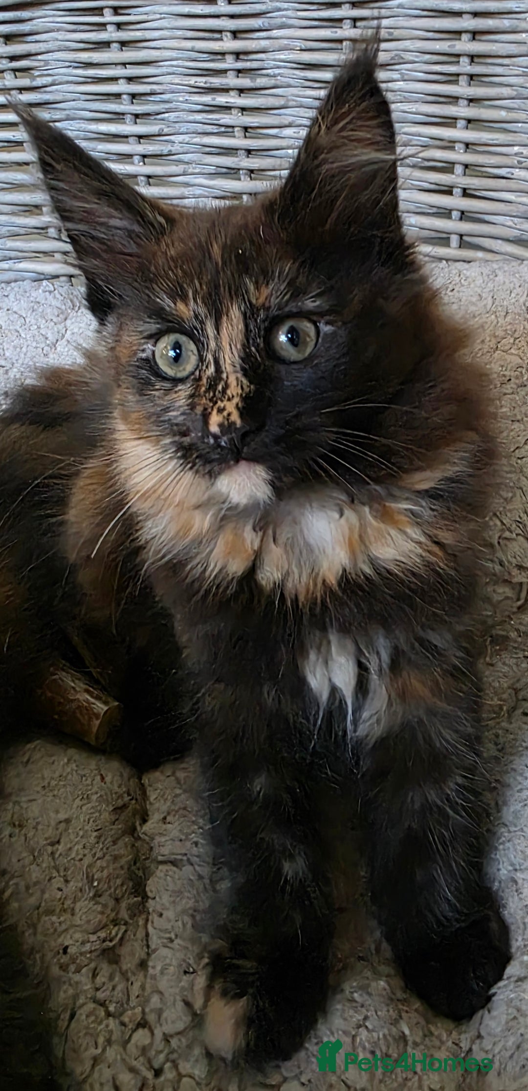 Maine Coon cats for sale: 2 Girls & 1 Boy Left ❤️ GCCF Maine Coon kittens  - Image 6