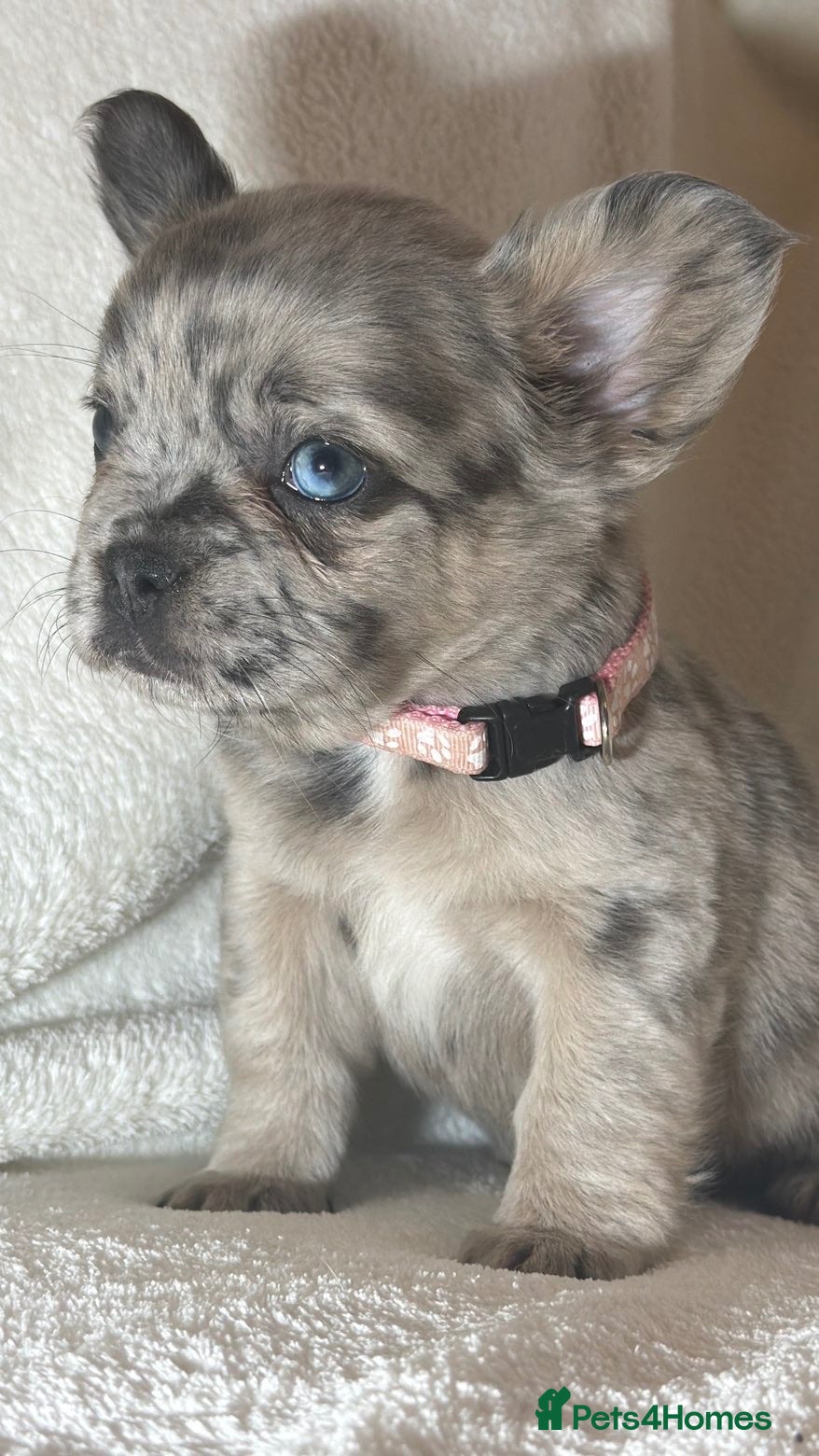 French Bulldog dogs DWKC Reg French bulldogs 2 Females  - Advert 2