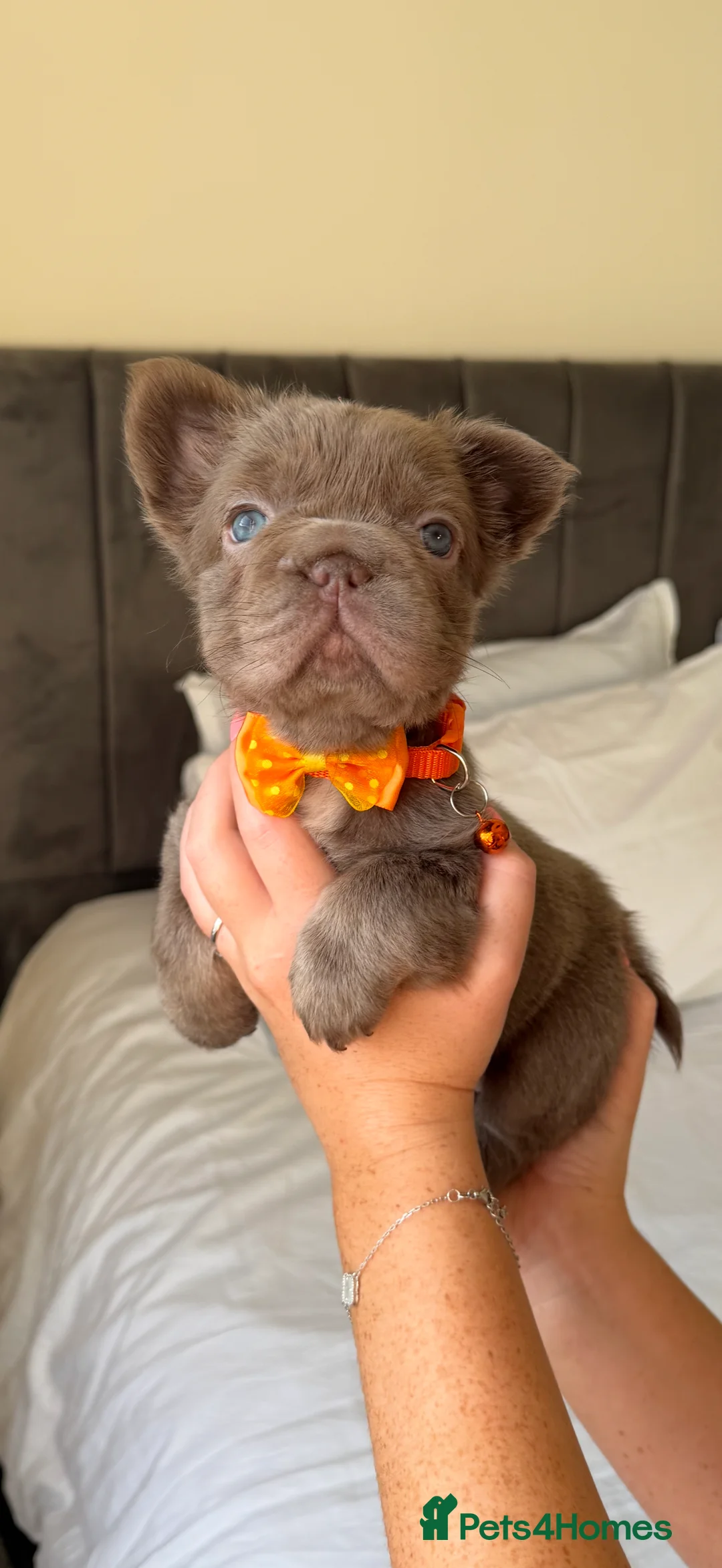 French Bulldog dogs for sale: French bulldog  - Advert 22