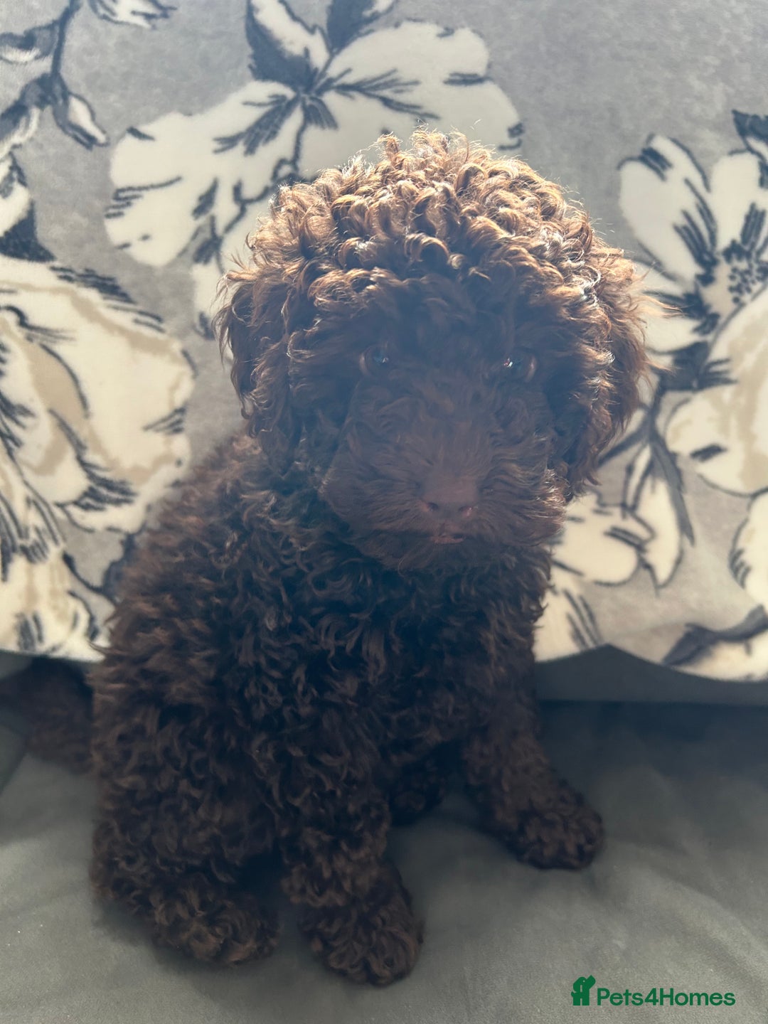 Cockapoo dogs for sale: Beautiful cockapoo puppies  - Image 3
