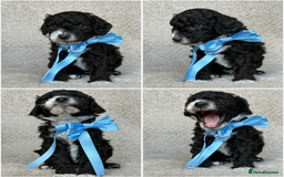 Mixed Breed dogs for sale: Cockapoo x Cavapoochon puppies 🐶 - Image 3