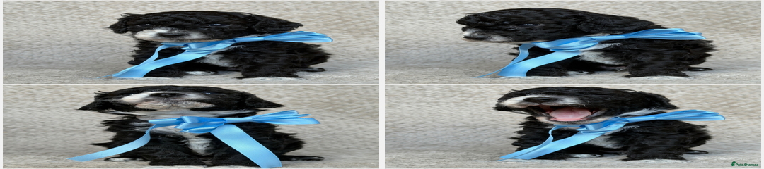 Cockapoo x Cavapoochon puppy - Male