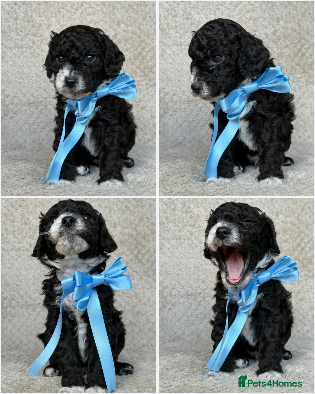 Mixed Breed dogs for sale: Cockapoo x Cavapoochon puppies 🐶 - Image 3