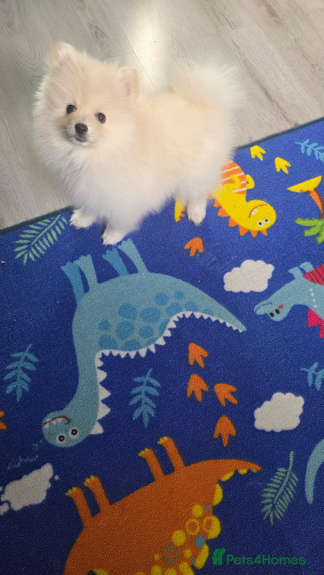 Pomeranian dogs for sale: Little Pomeranian puppy  - Advert 3