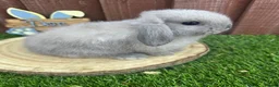 Mini Lop rabbits for sale: Beautiful purebred mini lops ready to reserve  - Advert 3