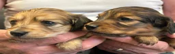 Miniature Dachshund dogs for sale: Mini Long Haired Daschund  - Advert 7