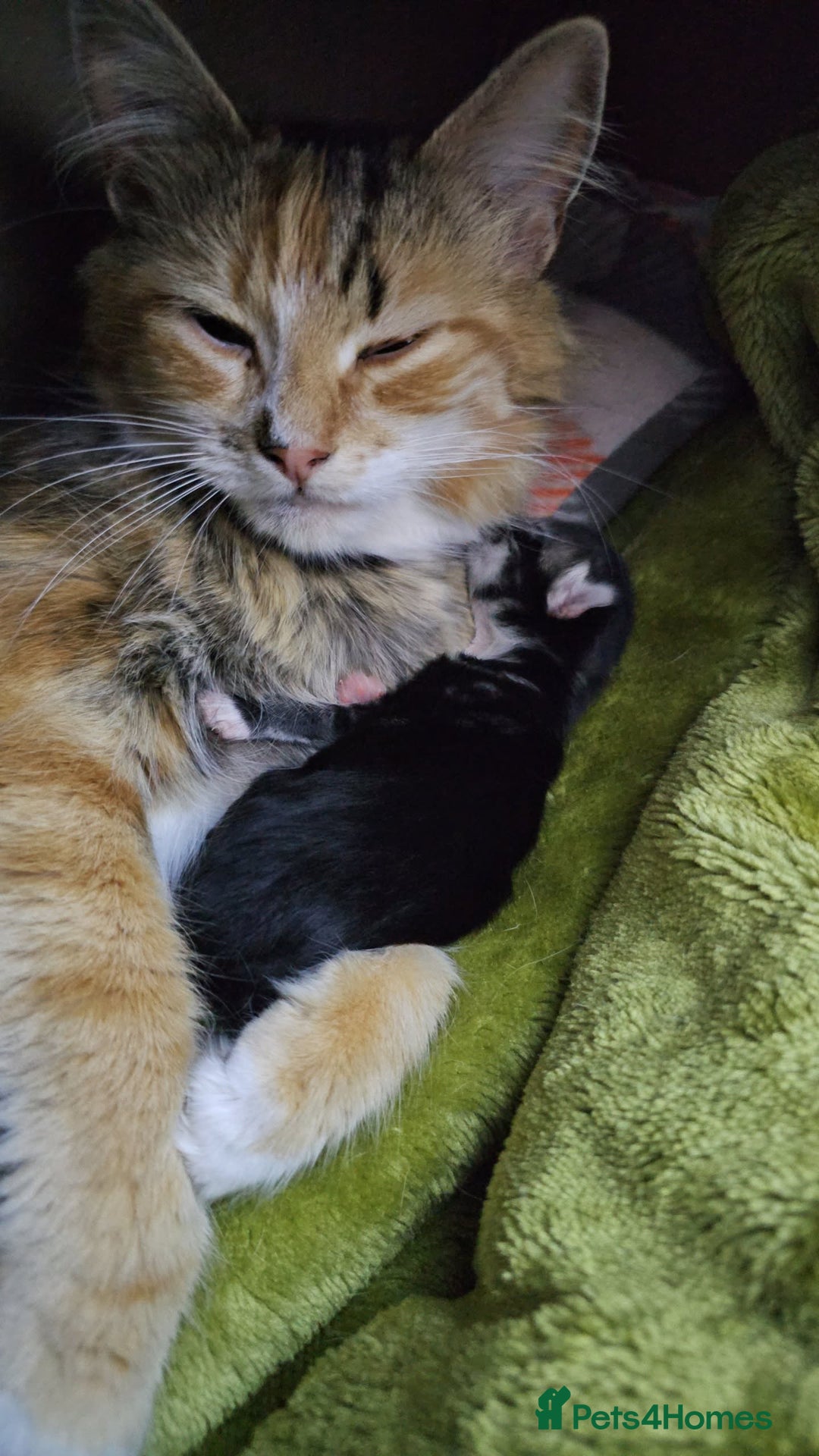Mixed Breed cats for sale: Mixed breed with Maine Coone kitten  - Image 10