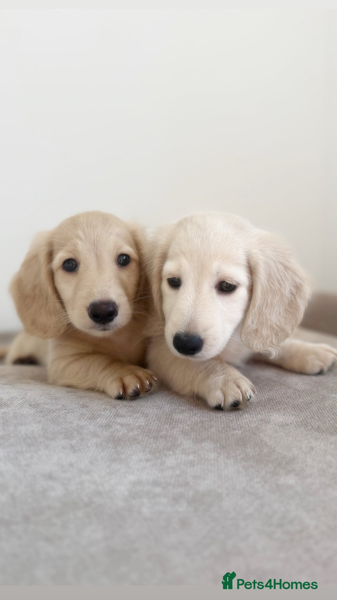 Miniature Dachshund dogs KC clear cream dachshund boys - Advert 2