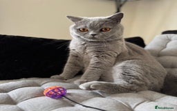 British Shorthair cats for sale: Beautiful British blue boy - Image 3