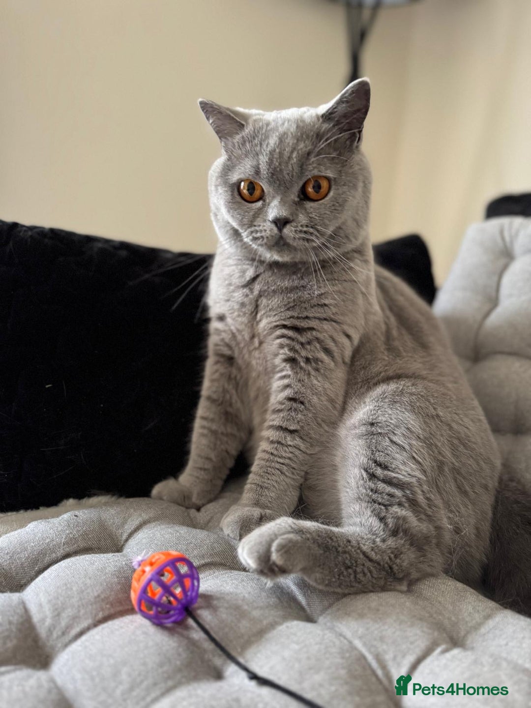British Shorthair cats for sale: Beautiful British blue boy - Image 3