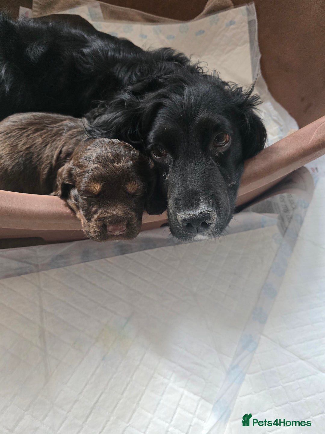 Cocker Spaniel dogs for sale: Cocker spaniel puppies - Advert 2