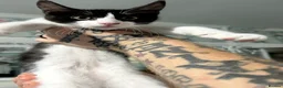 Maine Coon cats for sale: Full bread Maine coon kittens 6 left  - Advert 9