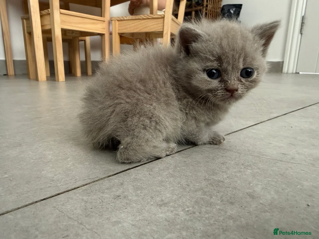 British Shorthair cats for sale: 4 British short hairs kittens  - Advert 2