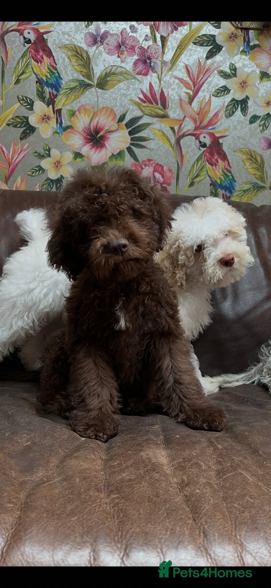 Lagotto Romagnolo dogs Quality lagotto romagnolo puppies for sale - Advert 1