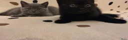 British Shorthair cats for sale: DNA health tested BSH kittens  - Advert 4